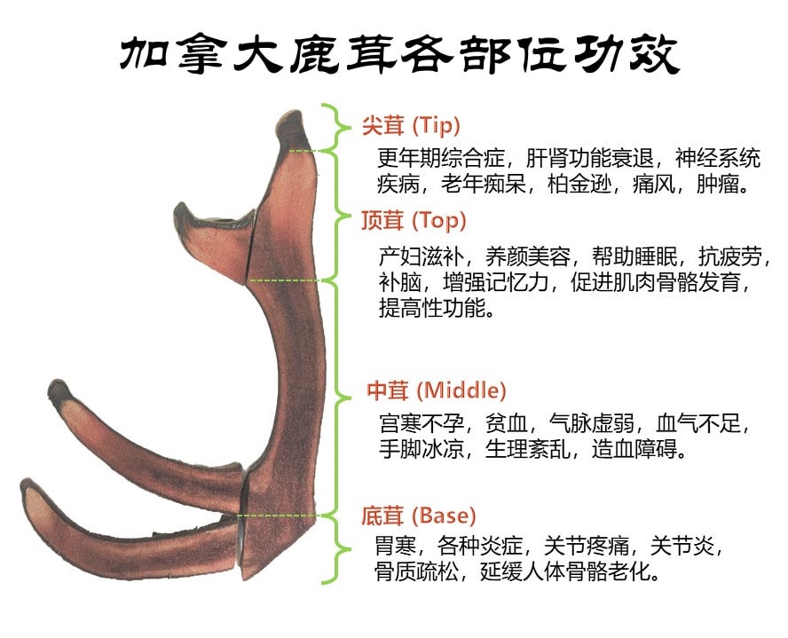 加拿大原产干鹿茸片Canadian Velvet Antler（尖茸Tip）1两装
